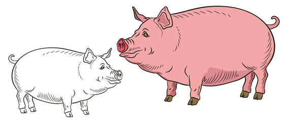 A pet, a pig. Black and white and color image. Coloring book for children. Vector drawing.