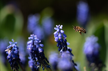 Abeille et Muscari