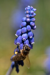 Abeille et Muscari