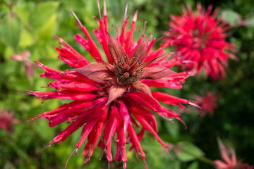 Goldmelisse / Indianernessel / MonardeMonarda didyma