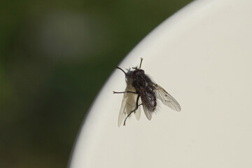 Close up male fly Helina evecta, family House flies (Muscidae) on the white edge of a flower pot in the sun. Blurred green garden. Spring. Netherlands, March