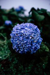 Hydrangea Serrata flower. A beautiful flower at the garden 