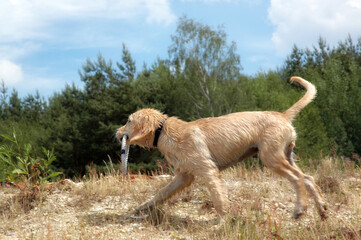 hund golden retriever spielen hundeschule gassi welpe