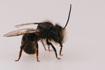Closeup on a worn, almost hairless male Europe horned mason bee, Osmia cornuta, on white background