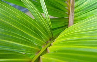 Close-up of palm plant