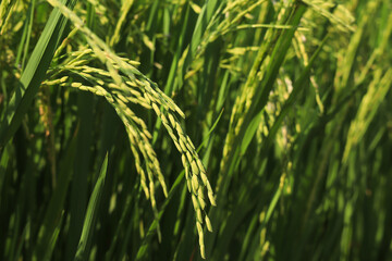 Close up of ears of rice plants growing in green rice fields. 