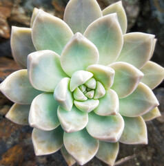 Close-up of succulent with geometric pattern 