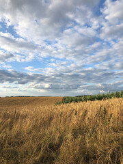 Weizenfeld, Mecklenburg, Vorpommern, 