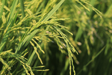 Close up of ears of rice plants growing in green rice fields. 