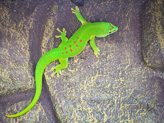 the emerald green geko is and beautiful tepid predator. It hunts insects.