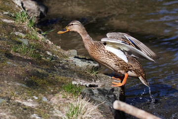 Stockente beim überwinden eines Hindernisses