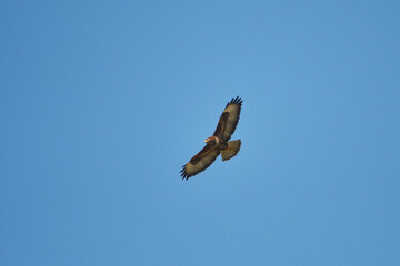 Mäusebussard im Flug in der Oberlausitz