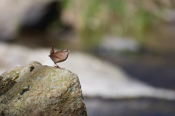 Singendes Zaunkönig Männchen ( Troglodytes troglodytes )
