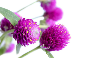 Close up of Globe amaranth or gomphrena globosa flower on white background.