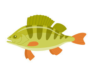 River fish perch. Cooking delicious food. Underwater life. Cartoon vector illustration isolated on a white background