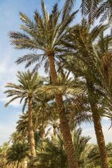 Palm trees near Saqqara necropolis. Cairo, Egypt