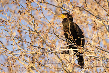 Great cormorant (Phalacrocorax carbo) perched in a branch