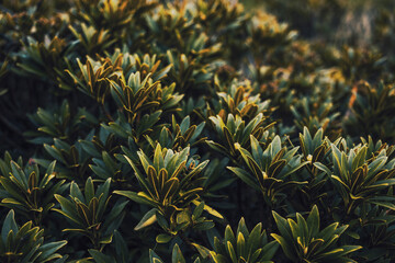 close up of a plant in the mountains