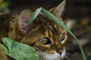 Cat stalking birds in the garden