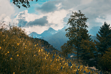 landscape with sky and clouds and field of flowers