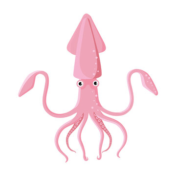 Illustration beautiful squid on white background. Vector of sea squid with long tentacles in cartoon style.