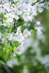 Branches of blossoming apple tree macro with soft focus against the background of gentle greenery.  Beautiful floral image of spring nature.