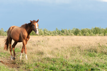 Fototapeta premium Beautiful, young red horse goes in the field, looks at the camera, space for text