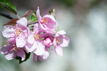 Fototapeta na wymiar Branches of blossoming pink apple tree macro with soft focus against the background of gentle greenery. Beautiful floral image of spring nature. Space for text