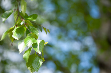 Young birch branches in the sunlight . Spring green background. Juicy greens