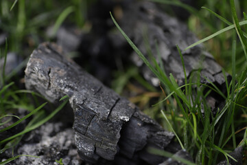 Green grass grow through and between ash. New start, new life.