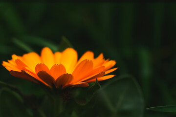 orange african daisy with yellow and orange background Selective Shoot.