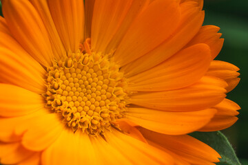 orange african daisy with yellow and orange background Selective Shoot.