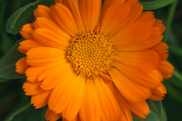 Fototapeta premium orange african daisy with yellow and orange background Selective Shoot.