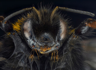 High magnification of bumble beetle on a dark background
