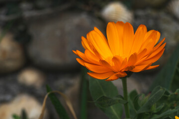 orange african daisy with yellow and orange background Selective Shoot.