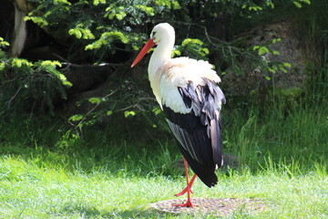 oiseau