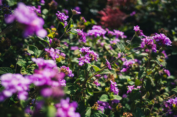 flowers in the garden