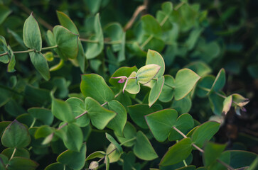 leaves in the garden