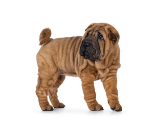 Adorable Shar-pei dog pup, standing side ways. Looking away from camera with cute droopy eyes. isolated on a white background.
