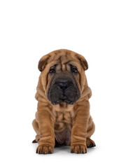Adorable Shar-pei dog pup, sitting up facing front. Looking towards camera with cute droopy eyes. isolated on a white background.