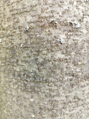 Rough texture of natural large tree bark