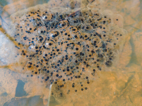 Macro photo of Frogs' eggs frogspawn in a forest puddle