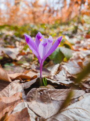 Wild purple crocus blooming in its natural environment. Crocus heuffelianus. Saffron blooming. Spring forest flower