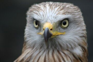 rapace