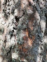the texture of the bark of a large pine tree in the sun's glare