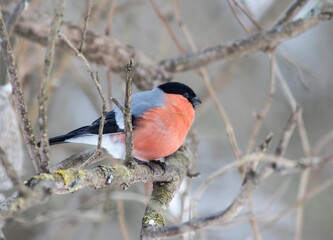 Closeup of a beautiful Eurasian bullfinch bird perched on a tree