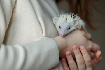 Girl holds cute hedgehog in her hands. Portrait of pretty curious muzzle of animal. Favorite pets. Atelerix, African hedgehogs. High quality photo