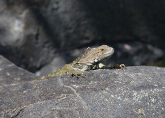 Curious Iguana Peaking Over a Large Rock