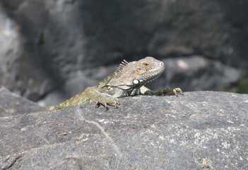 Looking Into the Face of a Brown Iguana on a Rock