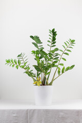 Growing houseplant in a flowerpot  on a white background